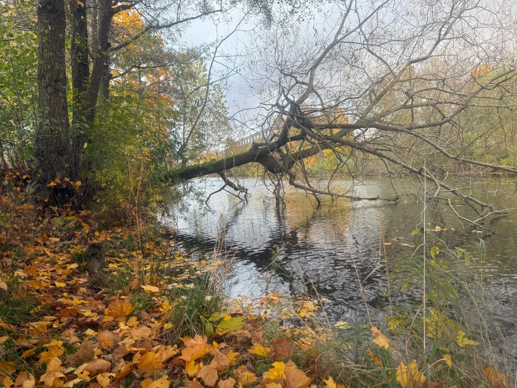 Säveån – utveckling i&nbsp;samverkan